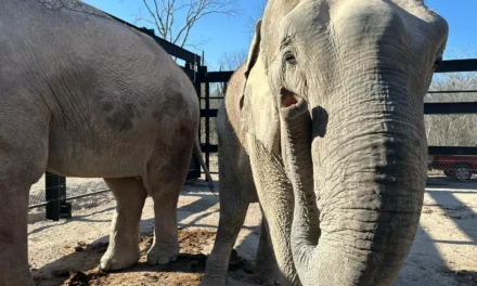PRIMEROS EJEMPLARES REUBICADOS DE OSTOK SANCTUARY SE ADAPTAN CON ÉXITO EN BIOPARC EL ENCANTO