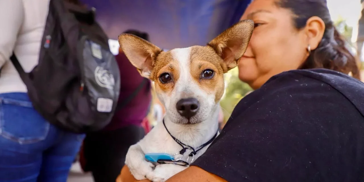 SI QUEREMOS QUE NUESTROS ANIMALES ESTÉN MEJOR DEBEMOS TRABAJAR EN LA CONCIENCIA: SEBIDES