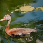 ELIGEN PICHIHUILAS A JARDÍN BOTÁNICO CULIACÁN COMO SITIO DE ALIMENTACIÓN Y REPRODUCCIÓN