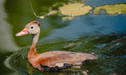 ELIGEN PICHIHUILAS A JARDÍN BOTÁNICO CULIACÁN COMO SITIO DE ALIMENTACIÓN Y REPRODUCCIÓN