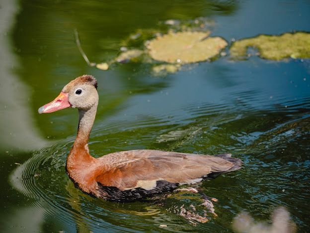 ELIGEN PICHIHUILAS A JARDÍN BOTÁNICO CULIACÁN COMO SITIO DE ALIMENTACIÓN Y REPRODUCCIÓN