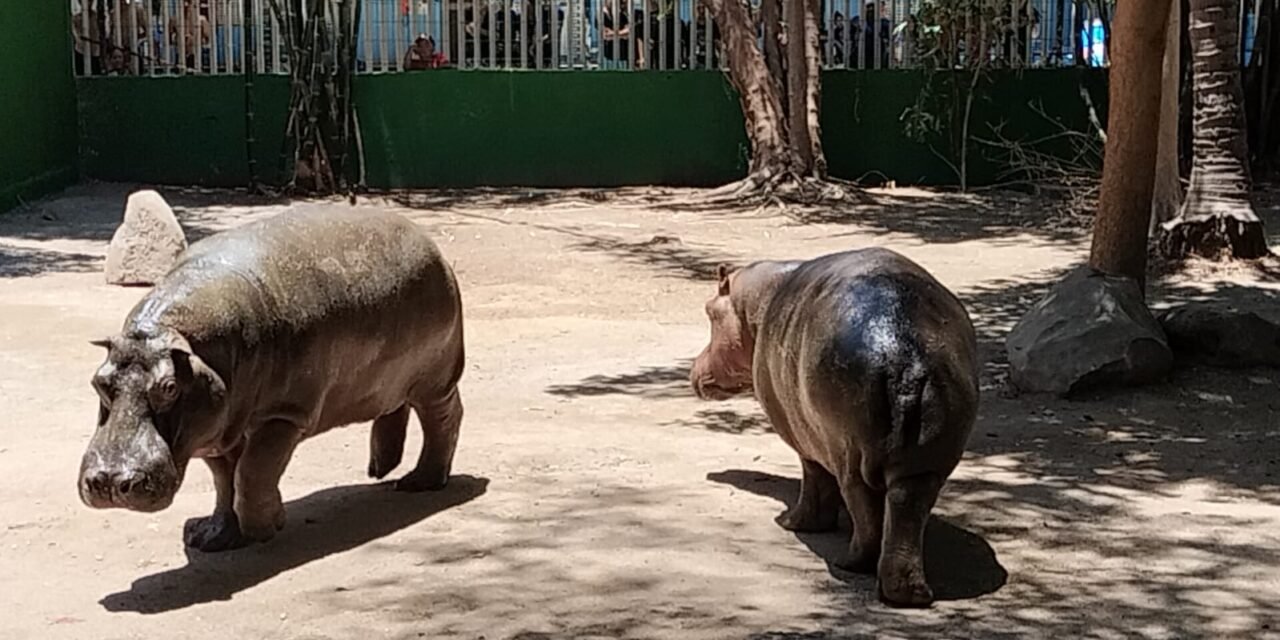 NUEVOS HUÉSPEDES EN EL ZOOLÓGICO DE CULIACÁN