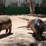 NUEVOS HUÉSPEDES EN EL ZOOLÓGICO DE CULIACÁN