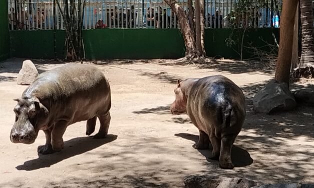NUEVOS HUÉSPEDES EN EL ZOOLÓGICO DE CULIACÁN