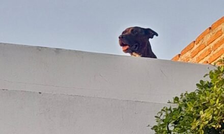 RESCATA PC MUNICIPAL Y GEPA, UN PERRO PITBULL DEL TECHO DE UNA CASA, EN VALLE ALTO