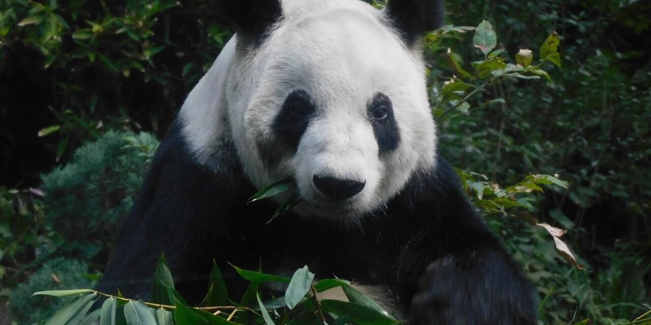 SIN LOS ZOOLÓGICOS MILES DE ANIMALES Y CIENTOS DE ESPECIES YA HUBIERAN DESAPARECIDO