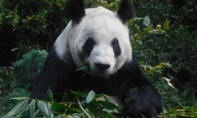 SIN LOS ZOOLÓGICOS MILES DE ANIMALES Y CIENTOS DE ESPECIES YA HUBIERAN DESAPARECIDO