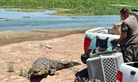 PROTECCIÓN CIVIL DE CULIACÁN Y GEPA LIBERAN DOS COCODRILOS; UNO MIDE 4 METROS