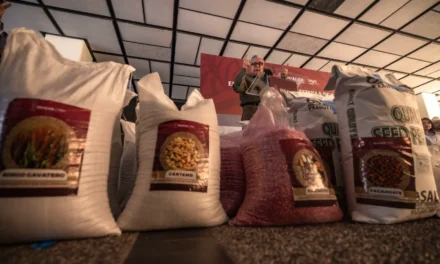 CON UNA INVERSIÓN DE 35 MDP, EL GOBERNADOR ROCHA ENTREGA SEMILLA A PRODUCTORES DE TEMPORAL Y GANADEROS