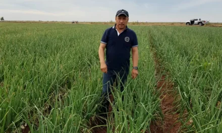 PRODUCTORES AGRÍCOLAS DE SINALOA ENFRENTAN EMBESTIDA DE DEMANDAS POR ADEUDOS CON EXTINTA FINANCIERA RURAL