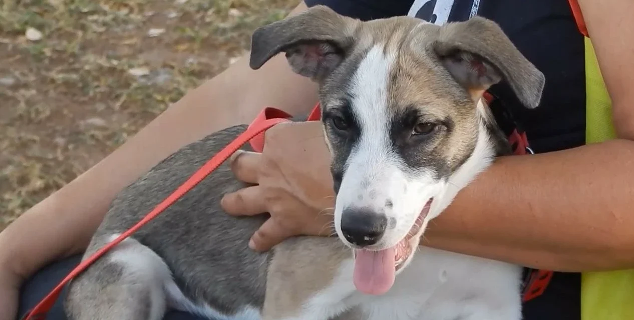 ¿CÓMO EVITAR LA APARICIÓN DE ESCABIOSIS CANINA?