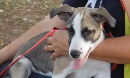 ¿CÓMO EVITAR LA APARICIÓN DE ESCABIOSIS CANINA?