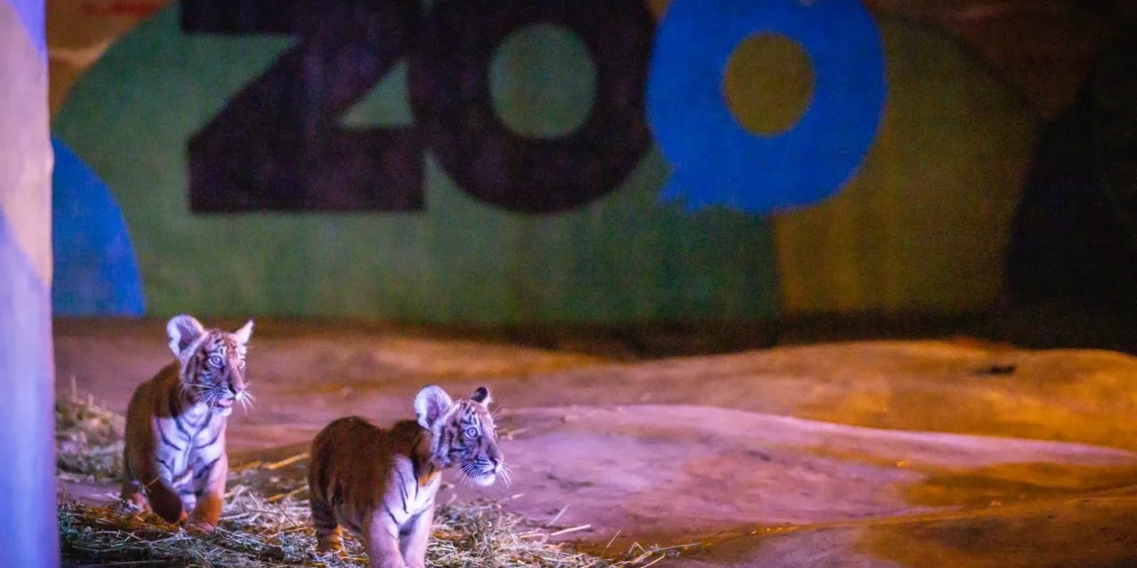 CON GRAN ENTUSIASMO, FAMILIAS DE CULIACÁN DAN BIENVENIDA A LOS CUATRO NUEVOS CACHORROS DE TIGRE DE BENGALA AL ZOO