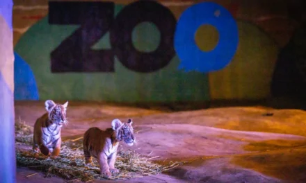 CON GRAN ENTUSIASMO, FAMILIAS DE CULIACÁN DAN BIENVENIDA A LOS CUATRO NUEVOS CACHORROS DE TIGRE DE BENGALA AL ZOO