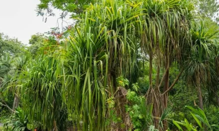 CONOCE PANDANUS, LOS ÁRBOLES QUE CAMINAN DEL JARDÍN BOTÁNICO CULIACÁN