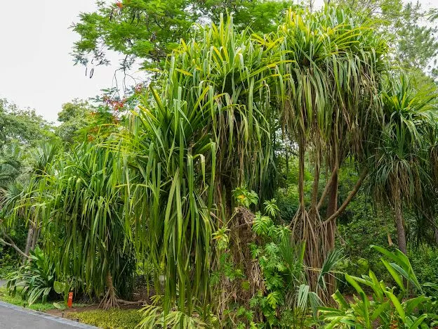 CONOCE PANDANUS, LOS ÁRBOLES QUE CAMINAN DEL JARDÍN BOTÁNICO CULIACÁN