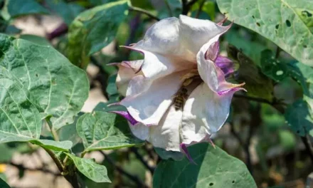 DESCUBRE LOS MITOS SOBRE EL TOLOACHE EN LA COLECCIÓN JARDÍN DE LOS SENTIDOS
