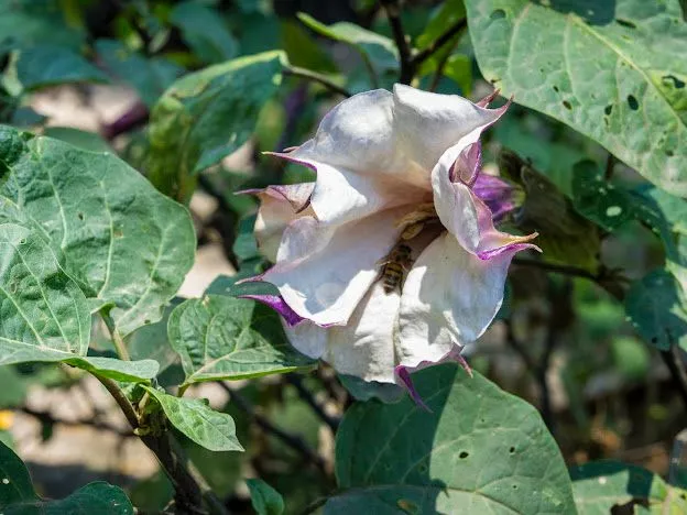 DESCUBRE LOS MITOS SOBRE EL TOLOACHE EN LA COLECCIÓN JARDÍN DE LOS SENTIDOS