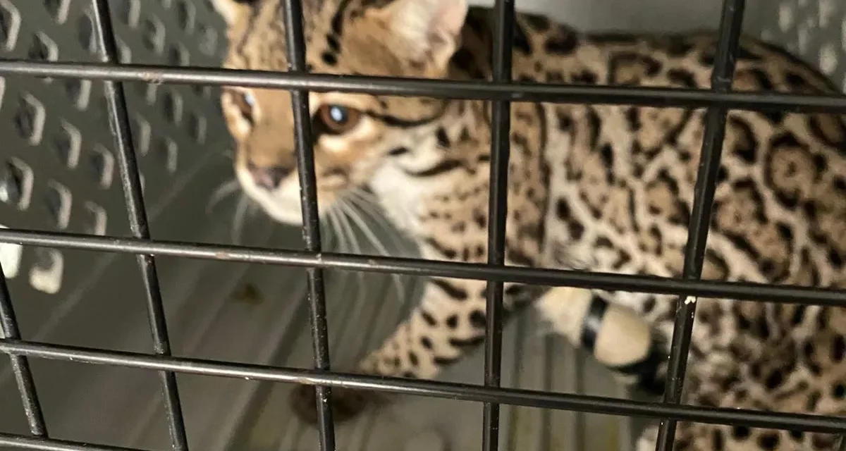 GRAN ACUARIO ATIENDE A FELINO RESCATADO POR FAMILIA MAZATLECA