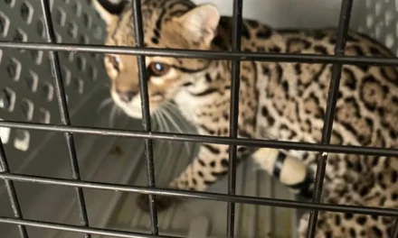 GRAN ACUARIO ATIENDE A FELINO RESCATADO POR FAMILIA MAZATLECA