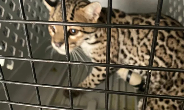 GRAN ACUARIO ATIENDE A FELINO RESCATADO POR FAMILIA MAZATLECA