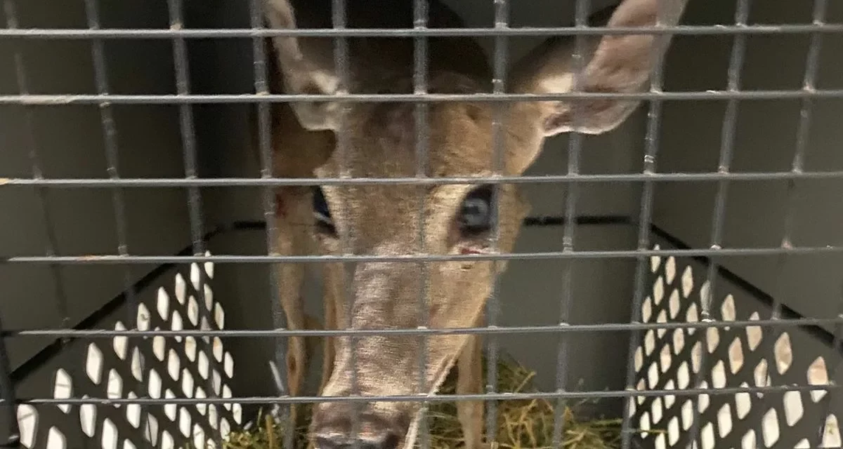 HOSPITAL DE LA FAUNA DEL GRAN ACUARIO MAZATLÁN, UN RECINTO DE PRESERVACIÓN DE ESPECIES Y APOYO A LA CIUDADANÍA