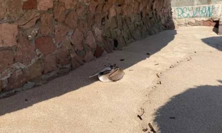 GRAN ACUARIO MAZATLÁN ACUDE AL RESCATE DE UN PELÍCANO HERIDO