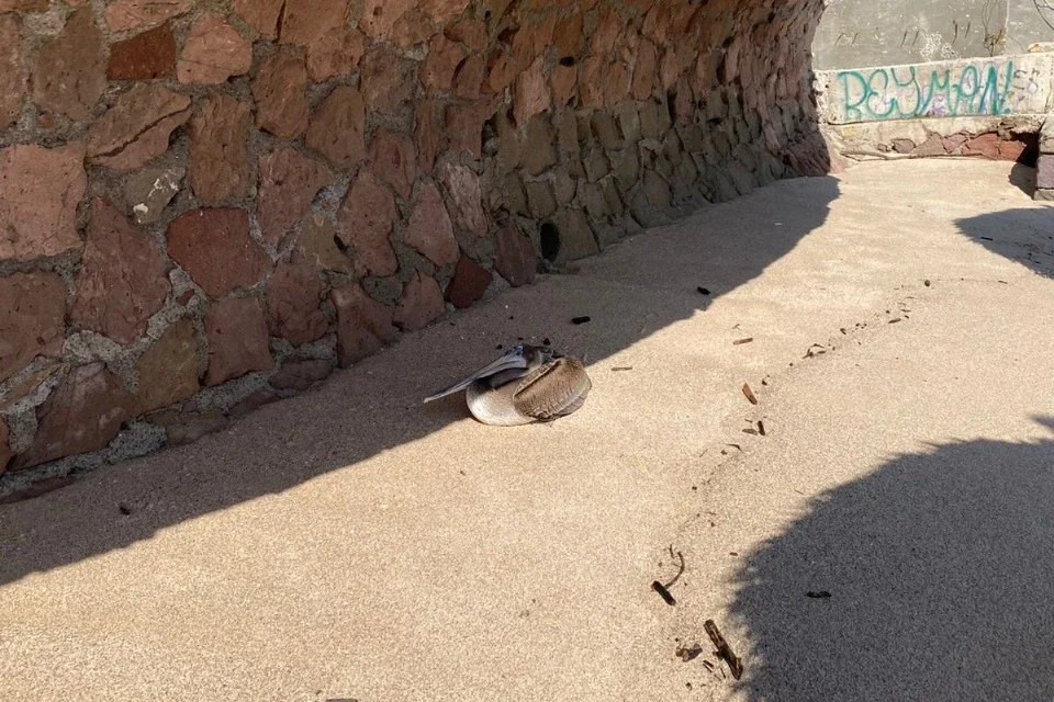GRAN ACUARIO MAZATLÁN ACUDE AL RESCATE DE UN PELÍCANO HERIDO