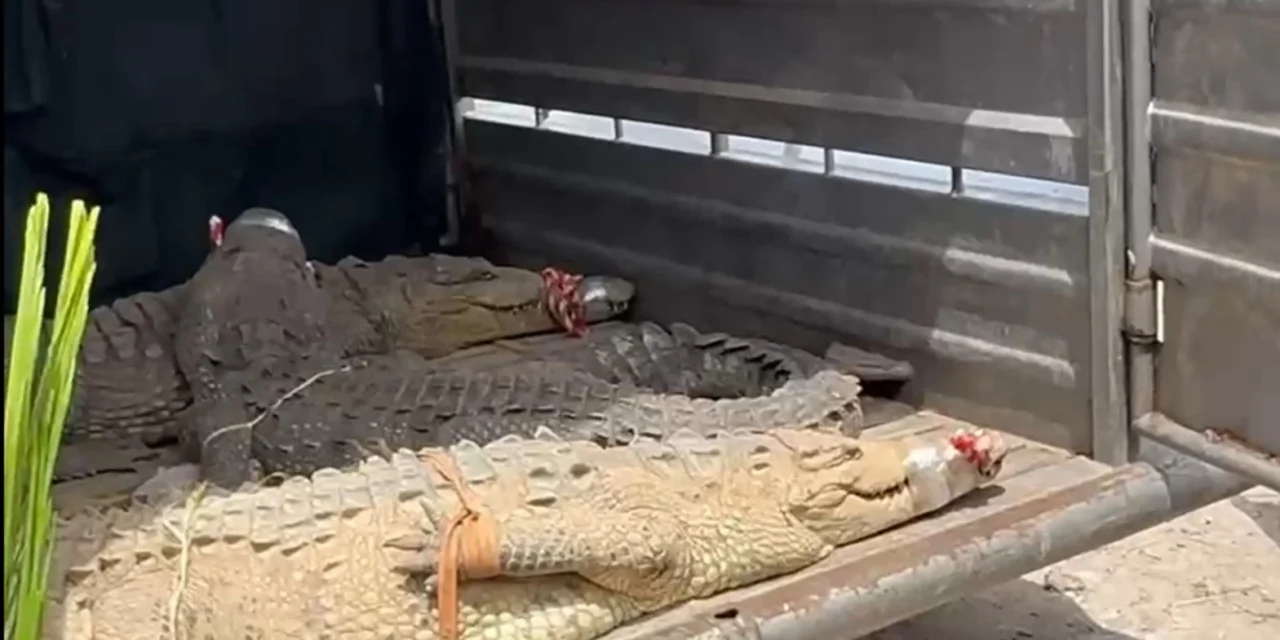 PESE A LAS DIFÍCILES CONDICIONES EN SINALOA FUERON TRASLADADOS 130 ANIMALES MÁS A MAZATLÁN PARA MANTENERLOS A SALVO