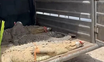 PESE A LAS DIFÍCILES CONDICIONES EN SINALOA FUERON TRASLADADOS 130 ANIMALES MÁS A MAZATLÁN PARA MANTENERLOS A SALVO
