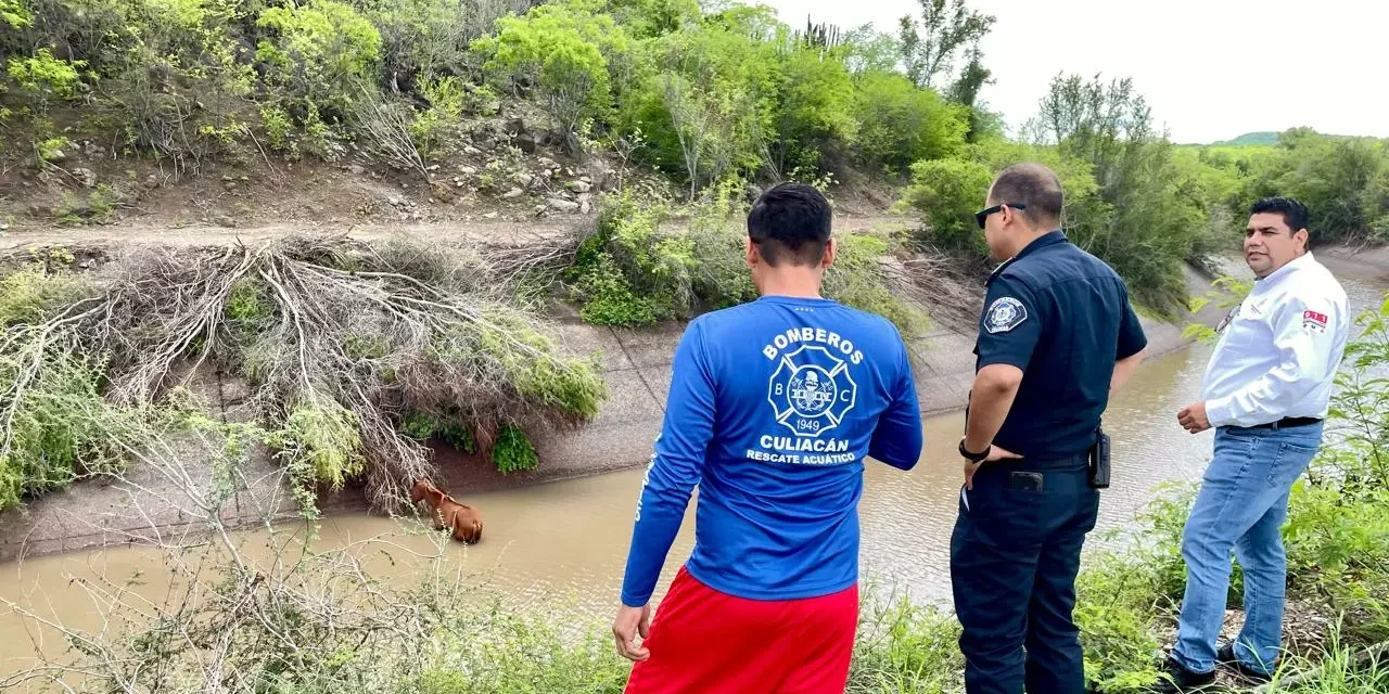 PC DE CULIACÁN, BOMBEROS Y GEPA RESCATAN UN POTRILLO DEL CANAL SAN LORENZO
