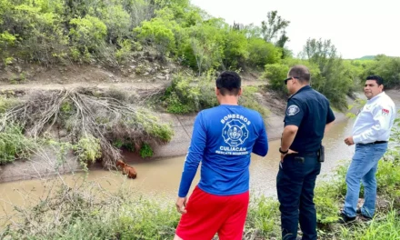 PC DE CULIACÁN, BOMBEROS Y GEPA RESCATAN UN POTRILLO DEL CANAL SAN LORENZO