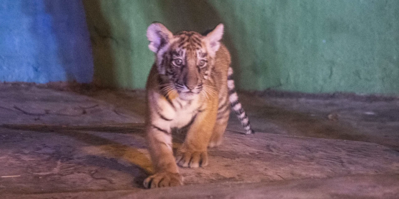 ¡BIENVENIDOS HERMOSOS TIGRES DE BENGALA A CULIACÁN, SU NUEVO HOGAR!
