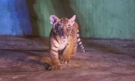 ¡BIENVENIDOS HERMOSOS TIGRES DE BENGALA A CULIACÁN, SU NUEVO HOGAR!