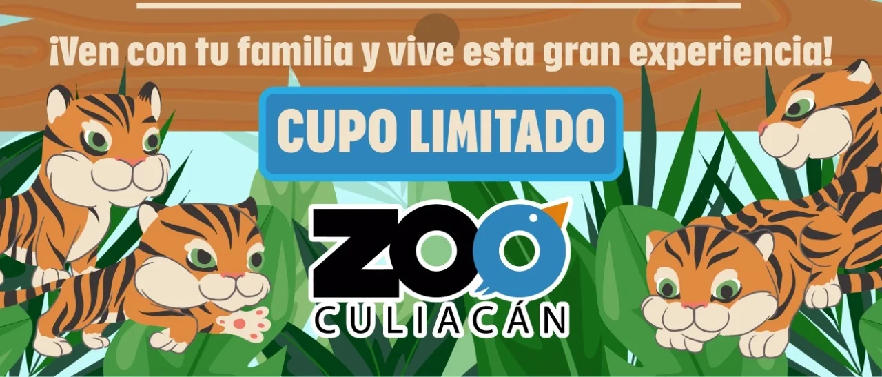 EL ZOOLÓGICO DE CULIACÁN INVITA A DAR LA BIENVENIDA A LOS NUEVOS CUATRO CACHORROS DE TIGRE DE BENGALA