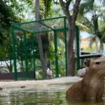 CAPIBARAS