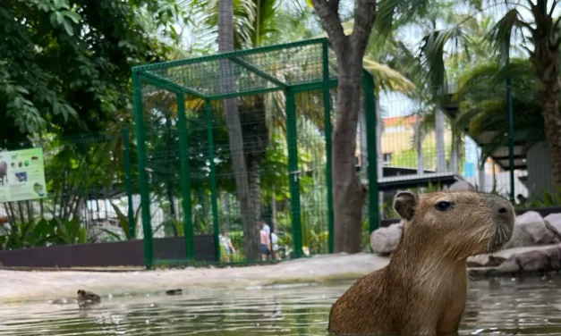 CAPIBARAS