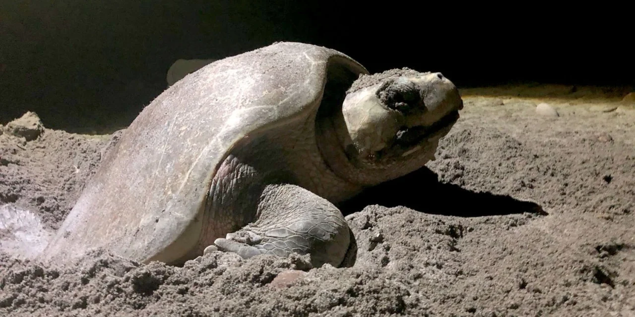 CONSERVACIÓN DE LA TORTUGA MARINA EN PLAYA CEUTA POR PARTE DE LA UAS