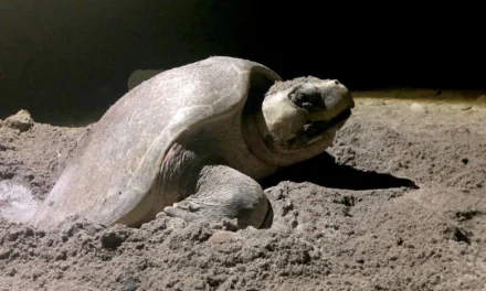 CONSERVACIÓN DE LA TORTUGA MARINA EN PLAYA CEUTA POR PARTE DE LA UAS