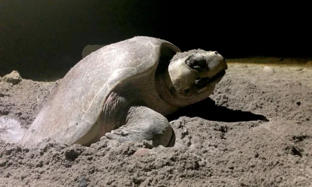 CONSERVACIÓN DE LA TORTUGA MARINA EN PLAYA CEUTA POR PARTE DE LA UAS
