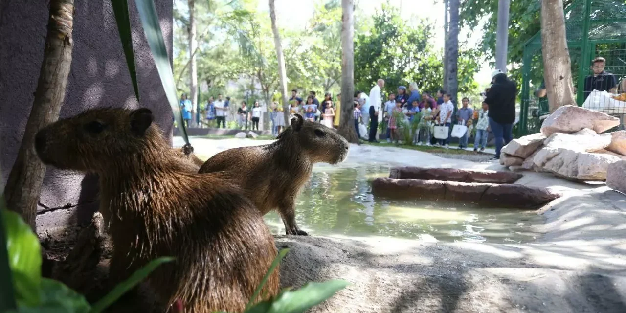 INAUGURA ESTRELLA PALACIOS LA ‘CASA DEL CAPIBARA’ EN EL GRAN ACUARIO MAZATLÁN