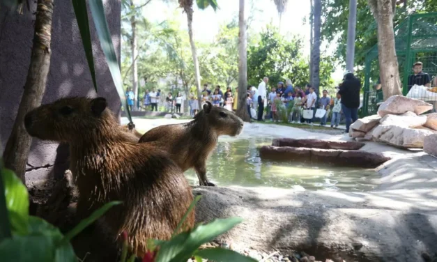 INAUGURA ESTRELLA PALACIOS LA ‘CASA DEL CAPIBARA’ EN EL GRAN ACUARIO MAZATLÁN