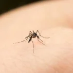INVESTIGADORES DE LA UAS BUSCAN A TRAVÉS DE MODELOS BIOLÓGICOS OBTENER DIAGNÓSTICOS CERTEROS EN ENFERMEDADES COMO DENGUE, ZIKA Y OTRAS VIROSIS