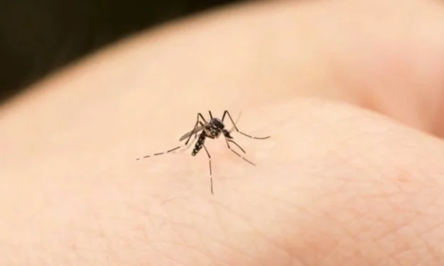 INVESTIGADORES DE LA UAS BUSCAN A TRAVÉS DE MODELOS BIOLÓGICOS OBTENER DIAGNÓSTICOS CERTEROS EN ENFERMEDADES COMO DENGUE, ZIKA Y OTRAS VIROSIS