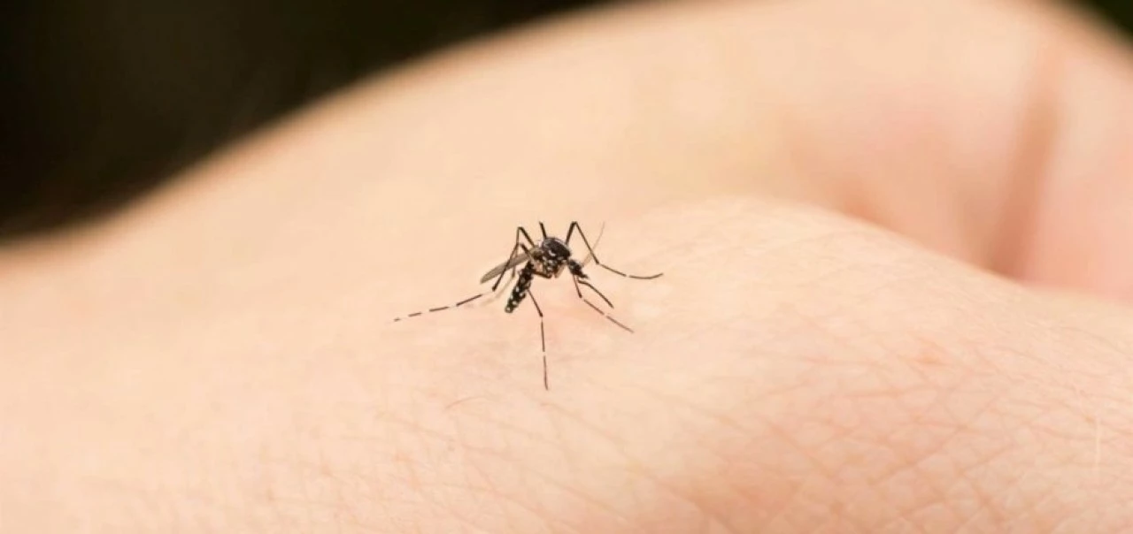 INVESTIGADORES DE LA UAS BUSCAN A TRAVÉS DE MODELOS BIOLÓGICOS OBTENER DIAGNÓSTICOS CERTEROS EN ENFERMEDADES COMO DENGUE, ZIKA Y OTRAS VIROSIS