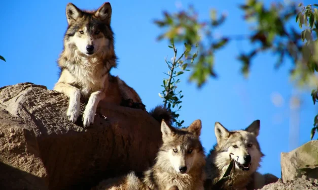 LOBOS MEXICANOS