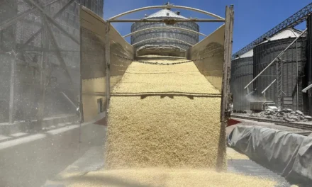 ALERTA COUC POR ALZA EN IMPORTACIÓN DE MAÍZ