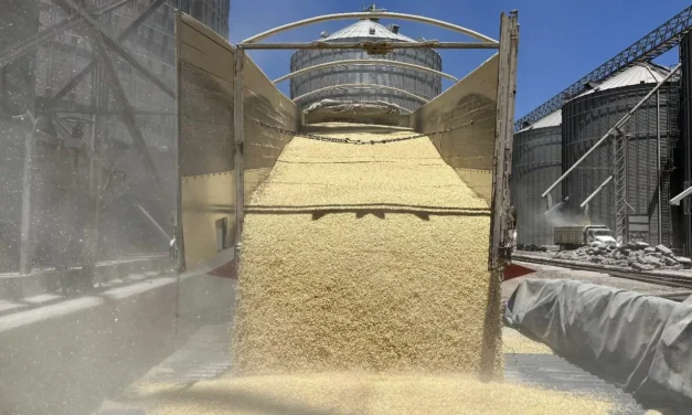 ALERTA COUC POR ALZA EN IMPORTACIÓN DE MAÍZ