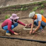 AYUNTAMIENTO IMPULSA REHABILITACIÓN URBANA EN CAMELLÓN DE LA AV. ÁLVARO OBREGÓN SUR
