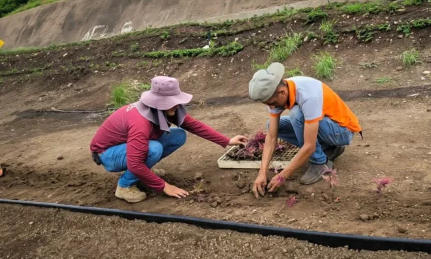 AYUNTAMIENTO IMPULSA REHABILITACIÓN URBANA EN CAMELLÓN DE LA AV. ÁLVARO OBREGÓN SUR